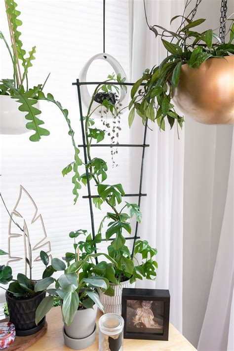 indoor plant trellis